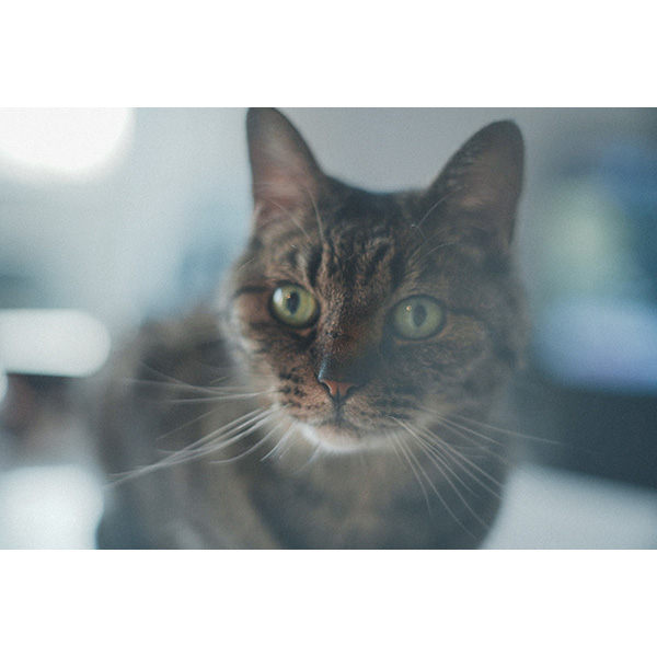 super_takumar55mm_example3